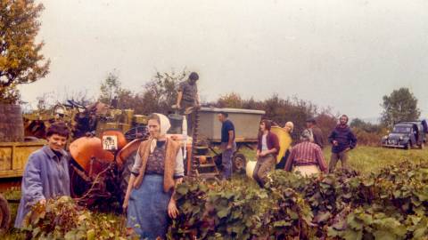 Vendanges annees 1970